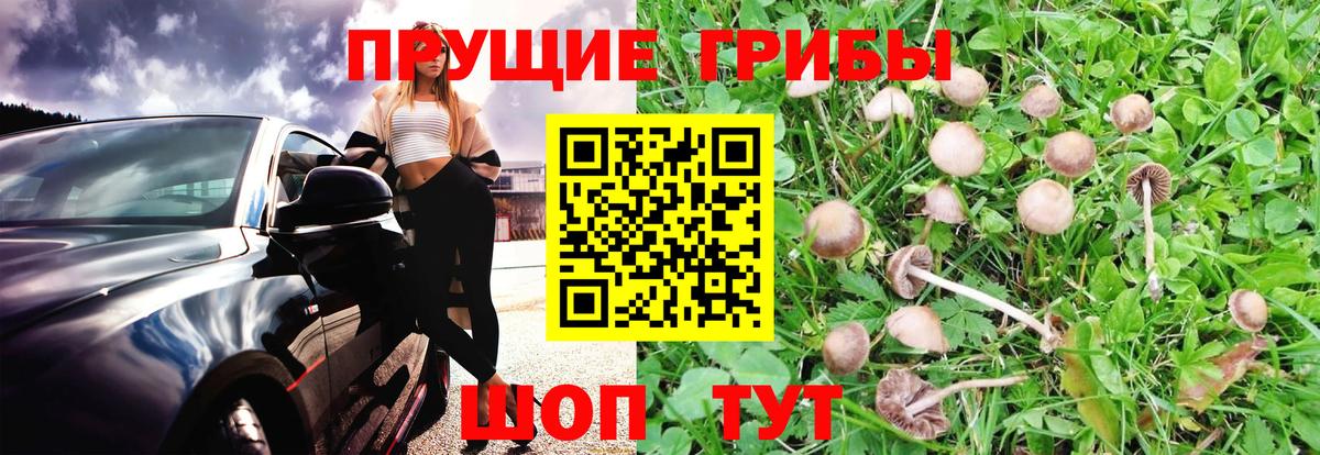 Псилоцибиновые грибы Psilocybe Кимры